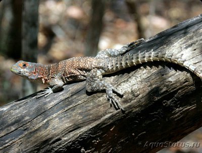 Фото Игуана мадагаскарская - колючехвостая , или​ оплюрус кювье​ Oplurus cuvieri  (photo#126221)