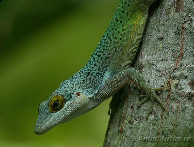 Фото Анолис личи​ Anolis leachi  (photo#126230)