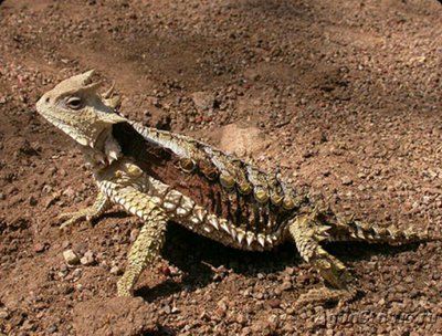 Фото Ящерица гигантская рогатая​ Phrynosoma asio  (photo#126242)