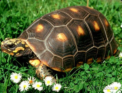 Черепаха зубчатая​ ,​ или​ шабути​ (Geo­chelone denticulata​ / Testudo dentic­ulata)
