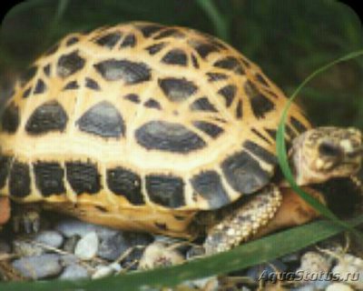 Фото Черепаха паучья Pyx­is​ arachnoides  (photo#126257)