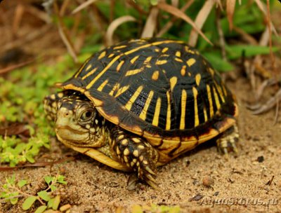 Черепаха Ветееватая (Terrapene ornata)