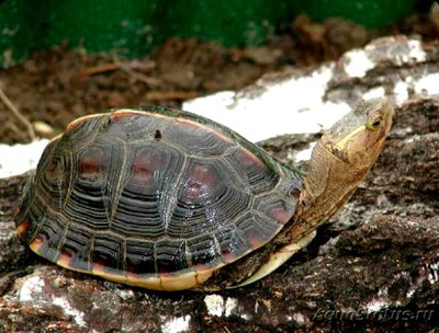 Фото Черепаха китайская коробчатая​ Cuora​ flavomarginata  (photo#126353)