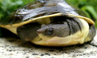 Содержание и уход за красноухими черепахами