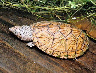 Фото Черепаха малая муску­сная​ Sternotherus minor  (photo#126527)