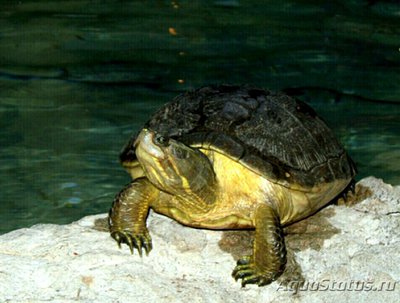 Фото Черепаха северная ан­тильская​ Trachemys decussata angusta  (photo#126532)