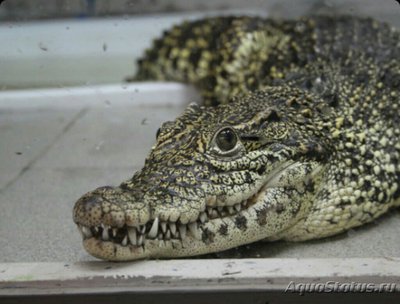 Фото Кубинский крокодил Crocodylus rhombifer  (photo#126537)