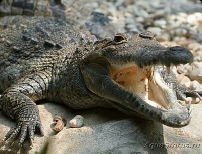 Фото Мексиканский крокодил Crocodylus morele­tii  (photo#126538)