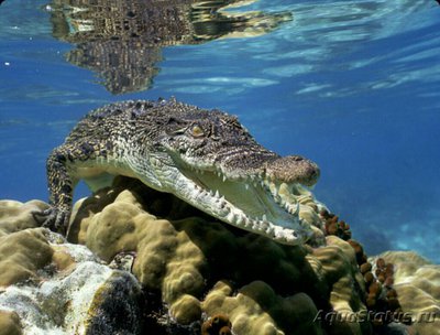 Фото Гребнистый крокодил Crocodylus porosus  (photo#126541)