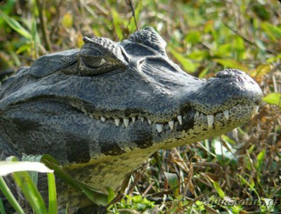 Фото Парагвайский кайман Caiman yacare  (photo#126543)