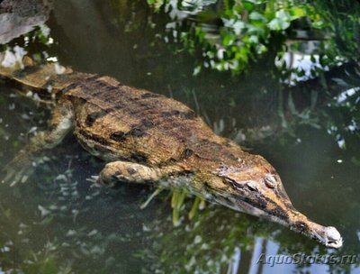 Фото Гавиаловый крокодил Tomistoma schlegeli­i  (photo#126544)