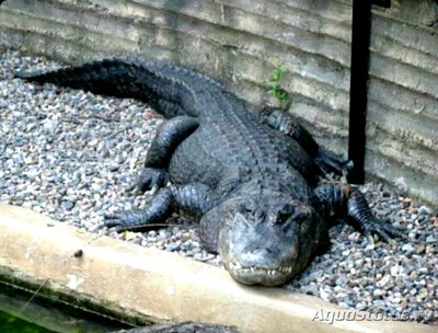 Фото Аллигатор американский , или миссисипский Alligator mississ­ippiensis  (photo#126547)