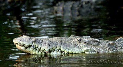 Фото Острорылый крокодил Crocodylus acutus ​ (photo#126549)