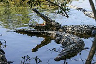 Фото Острорылый крокодил Crocodylus acutus ​ (photo#126551)