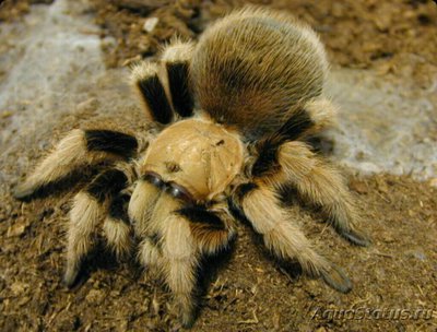 Фото Паук - птицеед ,, Аф­онопельма Смита ​ Aphonopelma schmidti  (photo#126590)