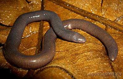 Малаккский рыбозмей Larut Hills Caecilian (Caudacaecilia larutensis)