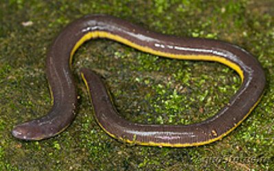 Цейлонский рыбозмей Ceylon Caecilian (Ichthyophis glutinosus)