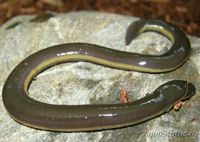 Китайский рыбозмей Banna Caecilian (Ichthyophis bannanicus)