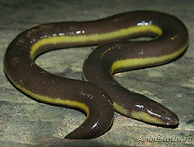 Индийский рыбозмей Yellow-striped Caecilian (Ichthyophis beddomei)