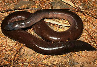 Бомбейский рыбозмей Bombay Caecilian (Ichthyophis bombayensis)