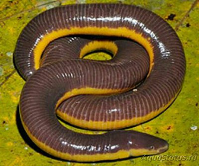 Фото Усатый рыбозмей Whiskered Caecilian Ichthyophis moustakius  (photo#126598)