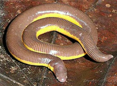 Рыбозмей (Ichthyophis sendenyu)