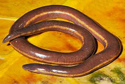 Фото Рыбозмей Khumhzi Striped Caecilian Ichthyophis khumhzi  (photo#126602)