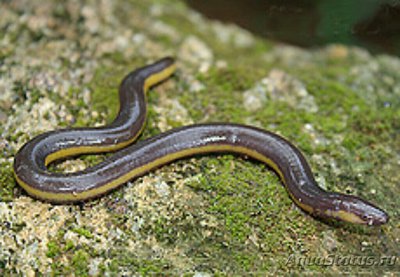 Рыбозмей Тэйлора Taylor's Caecilian (Ichthyophis pseudangularis)