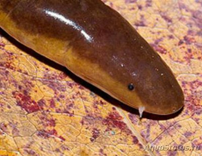 Трехцветный рыбозмей Three-coloured Caecilian (Ichthyophis tricolor)