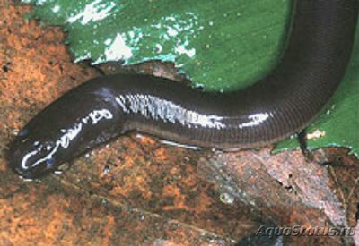 Коричневый рыбозмей Brown Caecilian (Ichthyophis orthop­licatus)