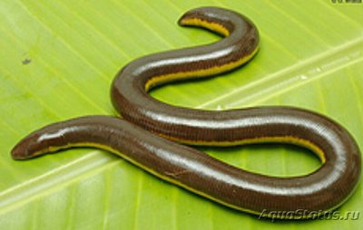 Кодагуанский полоса­тый рыбозмей Kodagu Striped Caec­ilian (Ichthyophis kodagu­ensis)