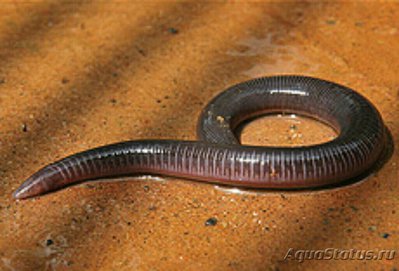 Рыбозмей Менона Menon's Caecilian (Uraeotyphlus menoni)