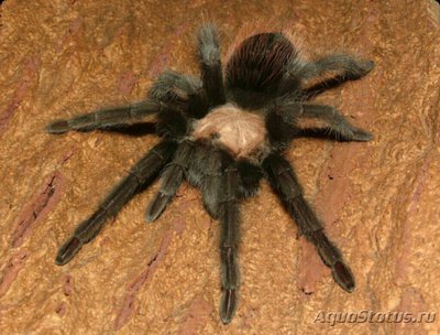 Фото Паук - птицеед Brachypelma albiceps  (photo#126615)