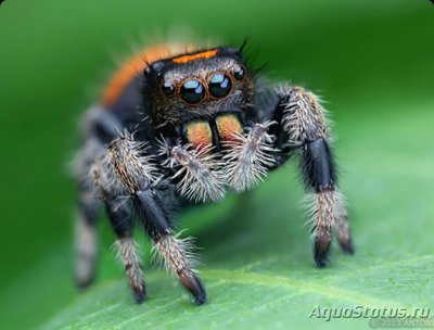 Паук-скакун​ королев­ский (Phidippus regi­us)