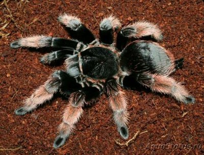 Фото Паук - птицеед Bra­chypelma klaasi  (photo#126632)