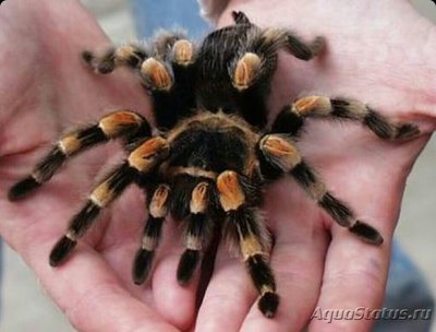 Фото Паук - птицеед Вrac­hypelma smithi  (photo#126635)