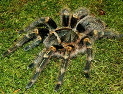 Фото Паук - птицеед Гр­аммостола золотополо­сая Grammostola pulchripes Grammostola aureostriata  (photo#126678)