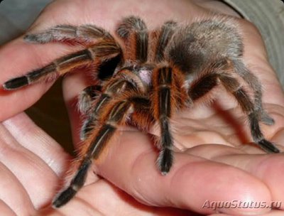 Фото Паук - птицеед Gram­mostola rosea Red  (photo#126679)