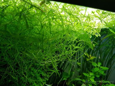 Подводный Романтик. Мой аквариум Fluval Roma 120 литров (Zlatka)