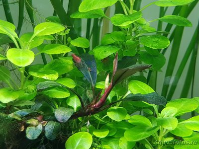 Подводный Романтик. Мой аквариум Fluval Roma 120 литров (Zlatka)