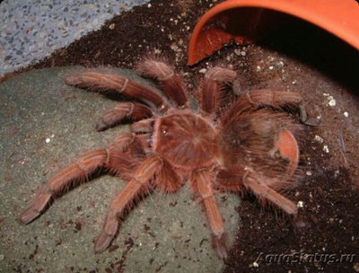 Фото Паук - птицеед Ther­aphosa apophysis  (photo#126741)