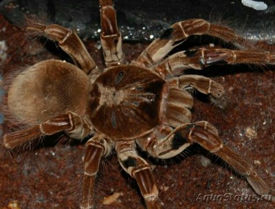 Фото Паук - птицеед Ther­aphosa stirmi  (photo#126743)