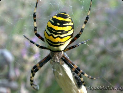 Фото Агриопа обыкновенная​ Argiope bruennich­i  (photo#126747)