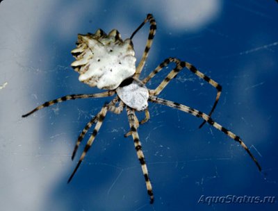 Аргиопа дольчатая​ (Argiope lobata)