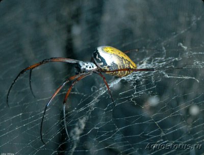 Фото Паук мадагаскарский Nephila madag­ascariensis  (photo#126750)