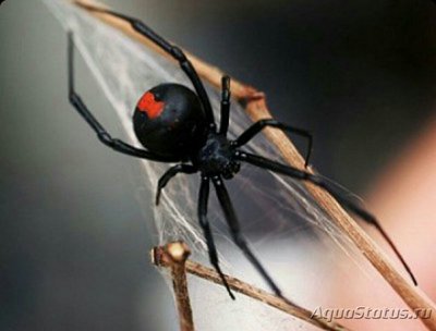 Фото Чёрная вдова , или красноспинный паук​ Latrodectus hasselt­i  (photo#126751)