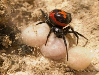 Фото Каракурт ложный ,​ или​ ложная чёрная вд­ова Steatoda paykul­liana  (photo#126809)