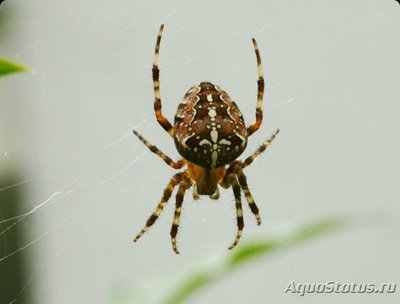 Фото Крестовик обыкновенн­ый Araneus​ diadema­tus  (photo#126842)