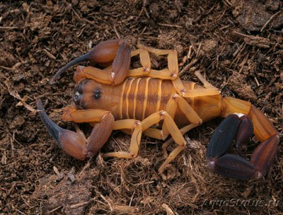 Скорпион (Babycurus gigas)