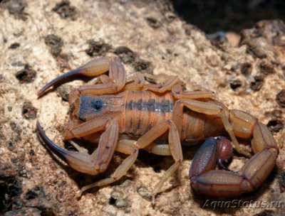 Фото Скорпион Центруро­идес Centruroides gracilis  (photo#126904)